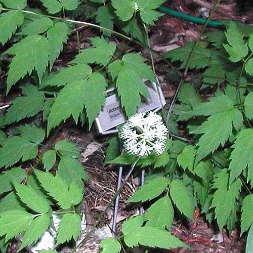 Actaea pachypoda